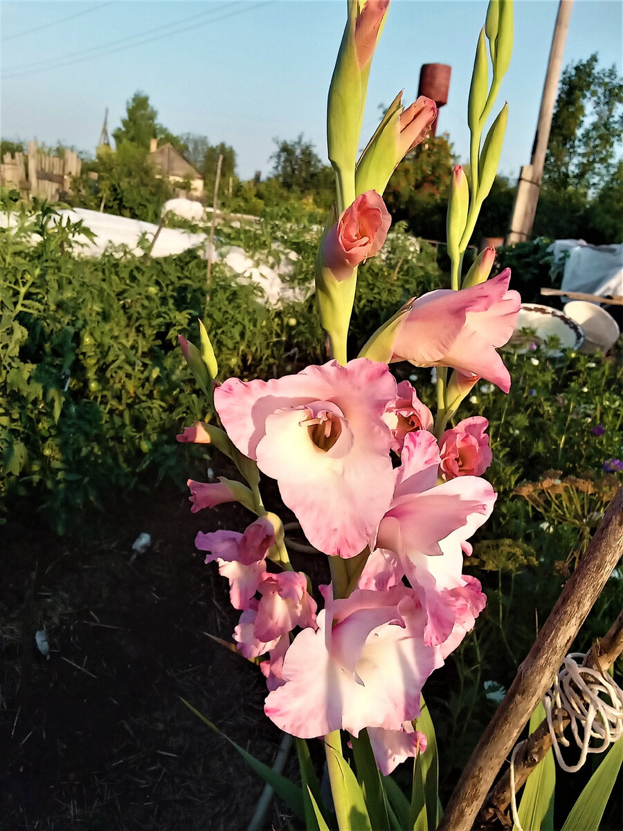 Цветы и проза. Фото автора канала.