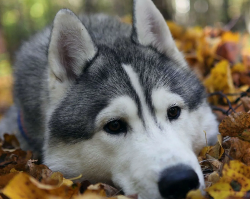 Собаки хаски лайка. Аляскинский маламут. Хаски лайки маламуты. Хаски кобель. Лайка и хаски.