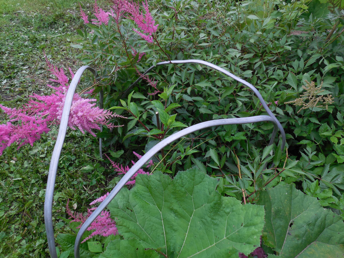 Наша Ванилла в прошлом году. Макушка срезана, боковые побеги уже пошли в рост