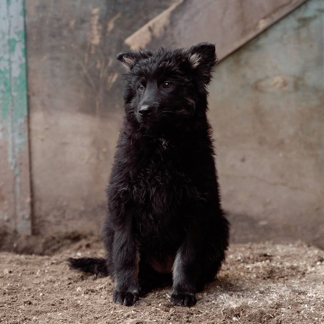 Сколько сил тратят волонтёры, чтобы малыши нашли дом!