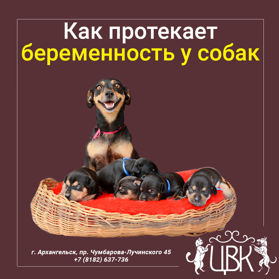 Как протекает беременность у собак: норма и патология