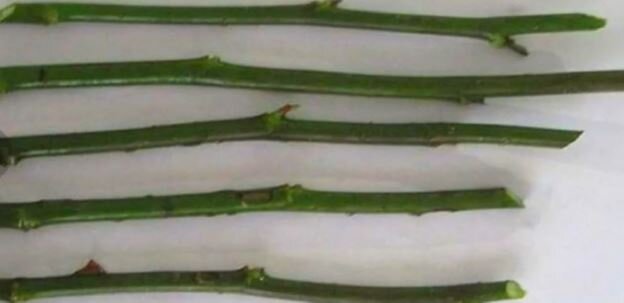 Цветочные черенки