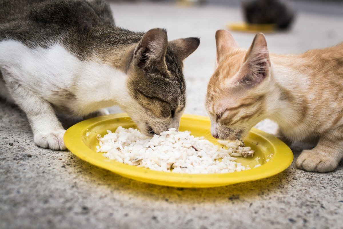 Почему кошка ест котят есть своих. Котенок кушает. Еда для кошек. Кошка ест. Кормежка кошек.