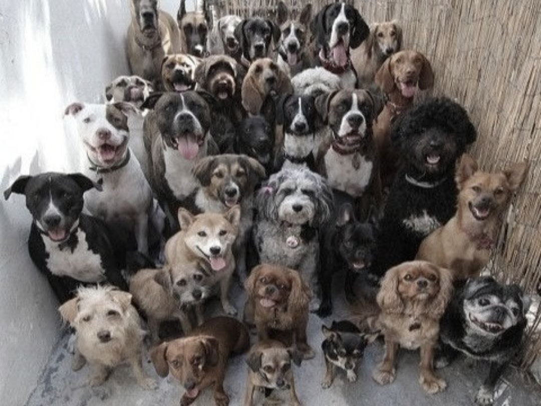 Вообще уличные собаки Стамбула - большие милахи. Во всех отношениях - большие. Цветные серьги-чипы у них в ушах делают их похожими на цыганский табор. Но собаки, есть собаки. У них свои законы. И иногда они могут становиться опасными.