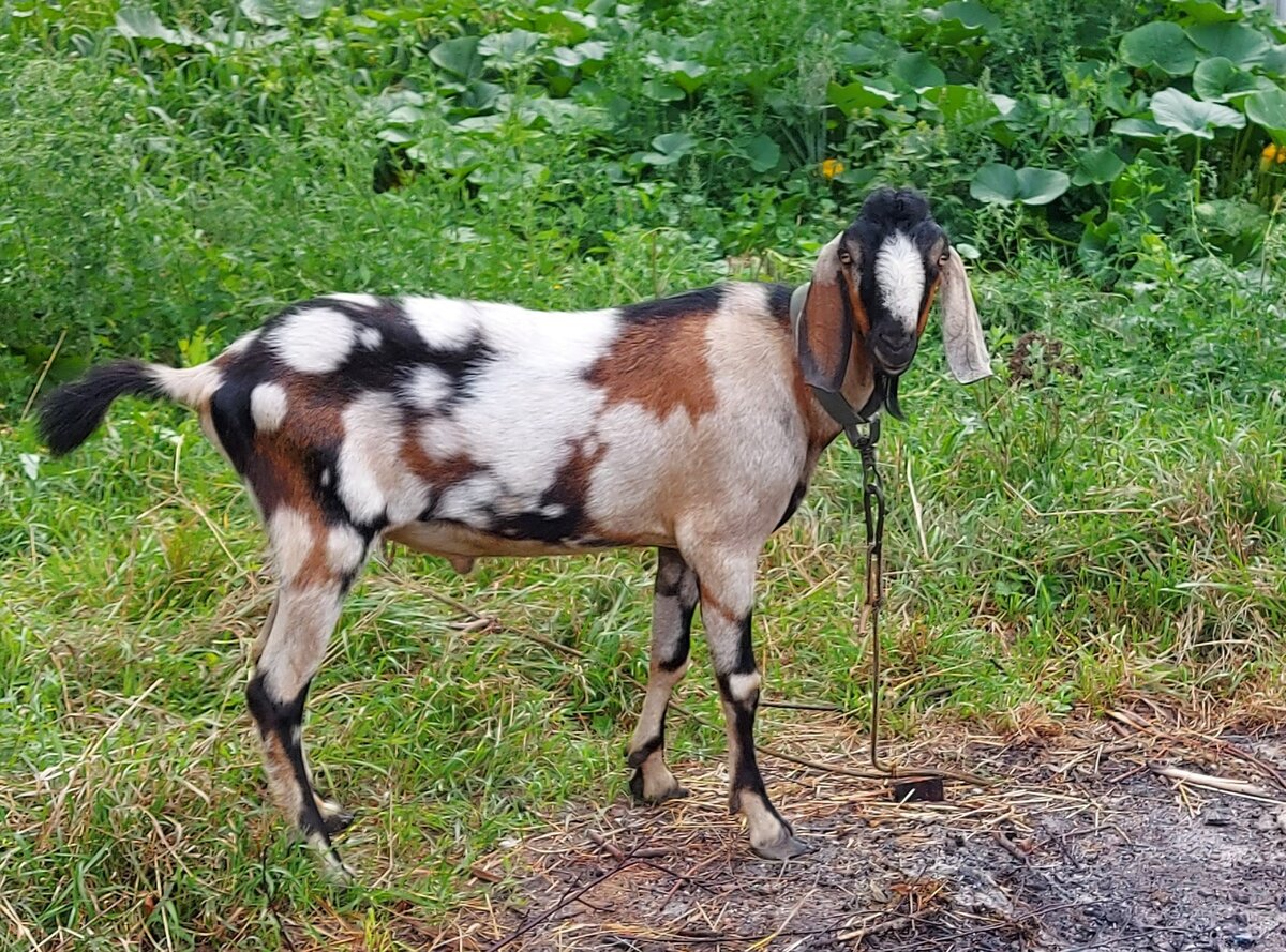 А таким Пегас был летом