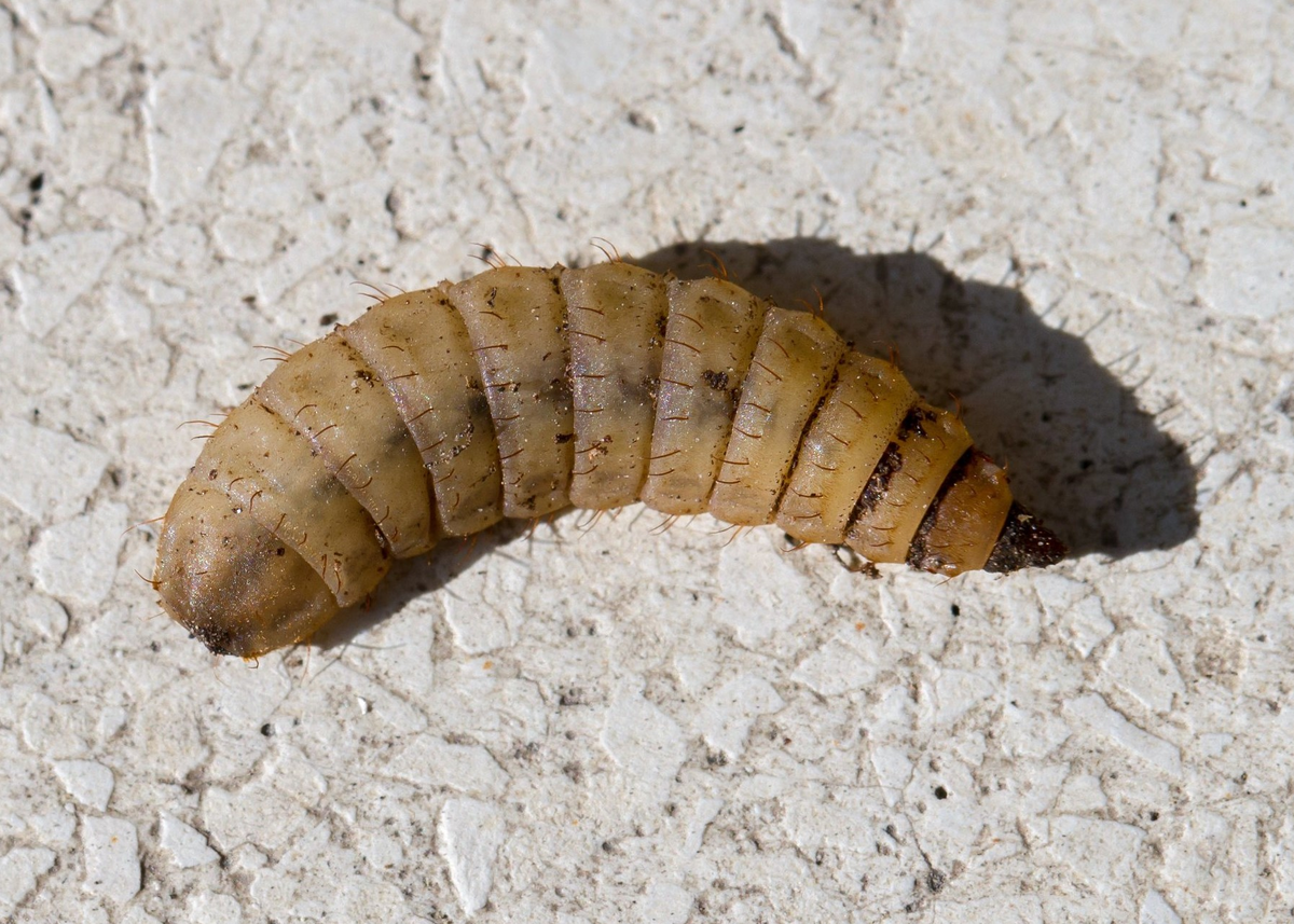 Marcello Consolo / flickr / C BY-NC-SA 2.0