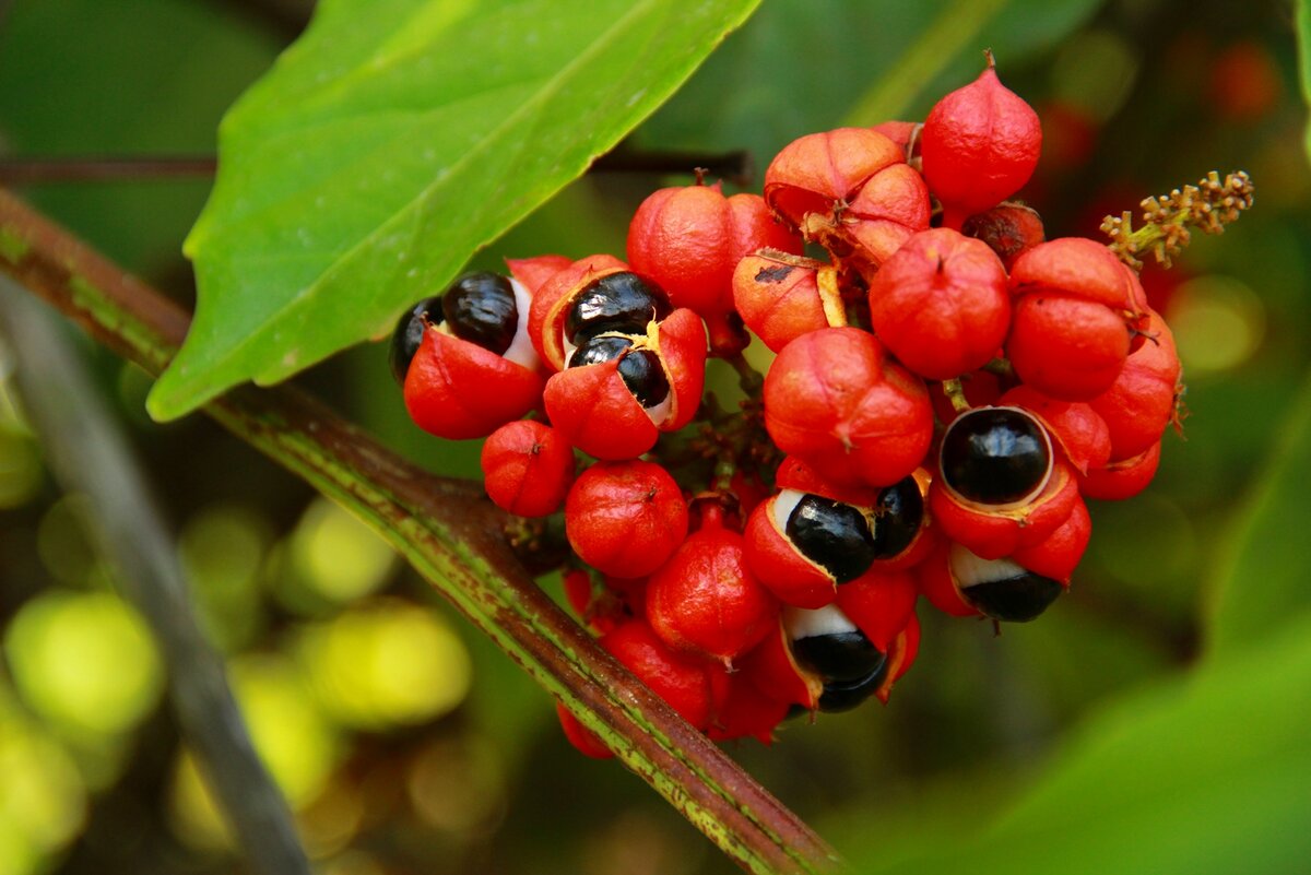 Ягода гуараны. Несмотря на то, что в Бразилии растет много фруктов и ягод прямо на улице, гуарану я не встречала. Фото взято с интернета, находится в свободном доступе.