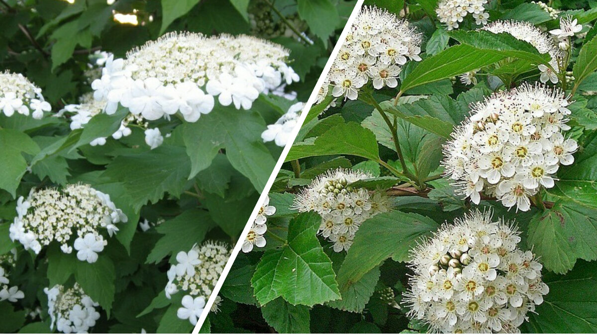 Калина и пузыреплодник