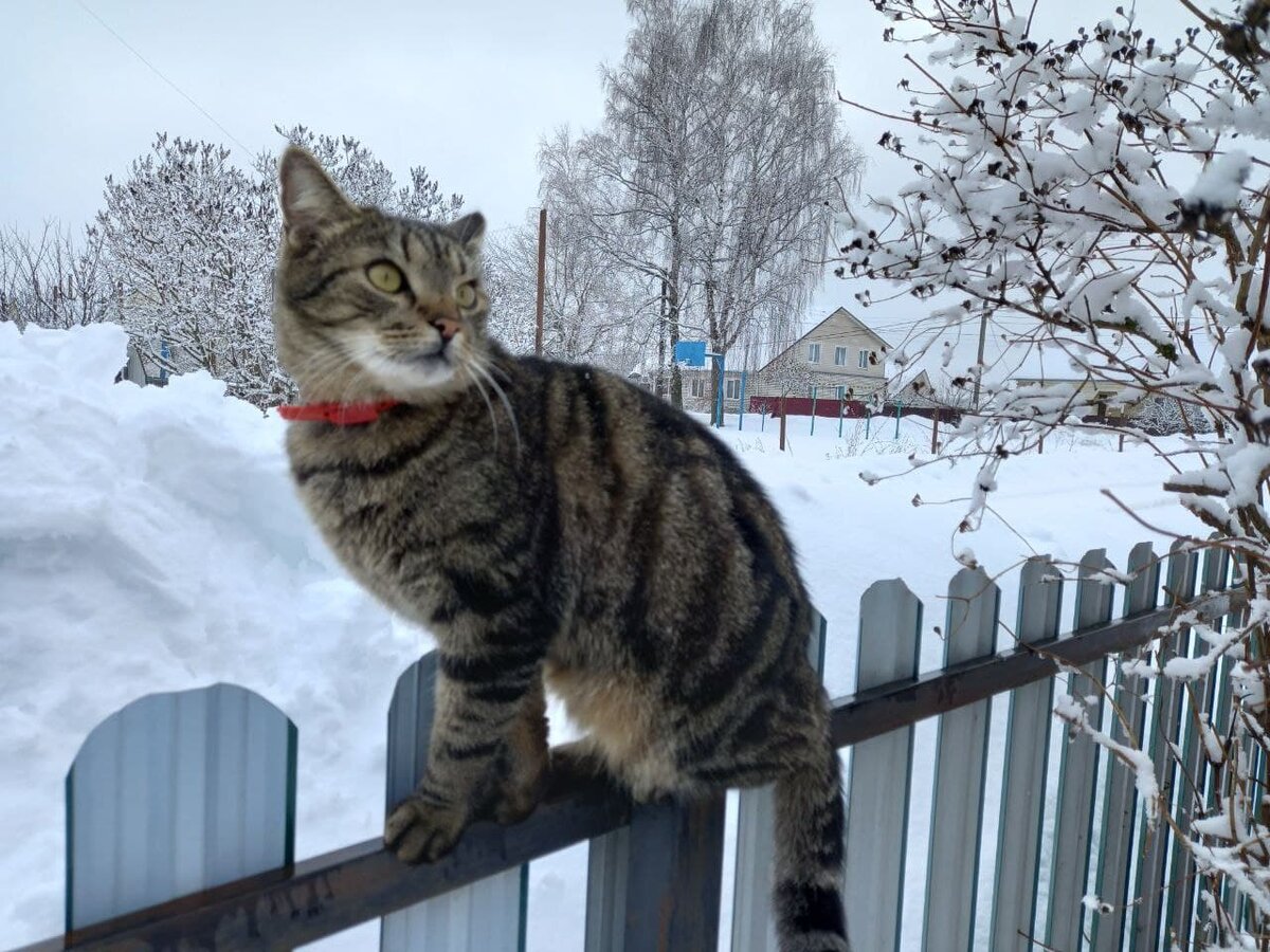 Кот Плюшик. Про него не забудешь.