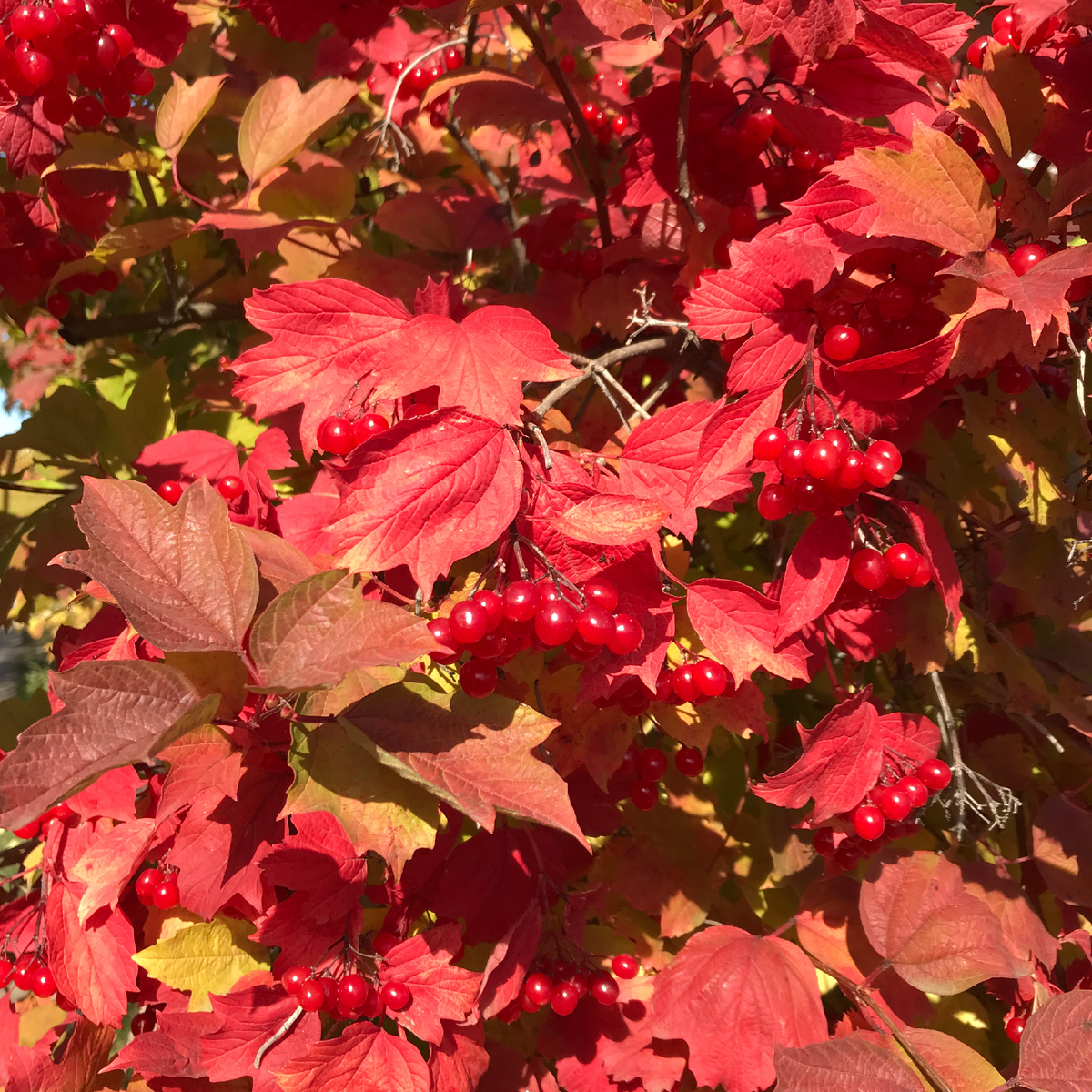 Калина осенью