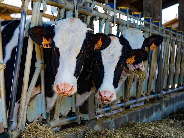 Изображение Pascvii с сайта Pixabay 