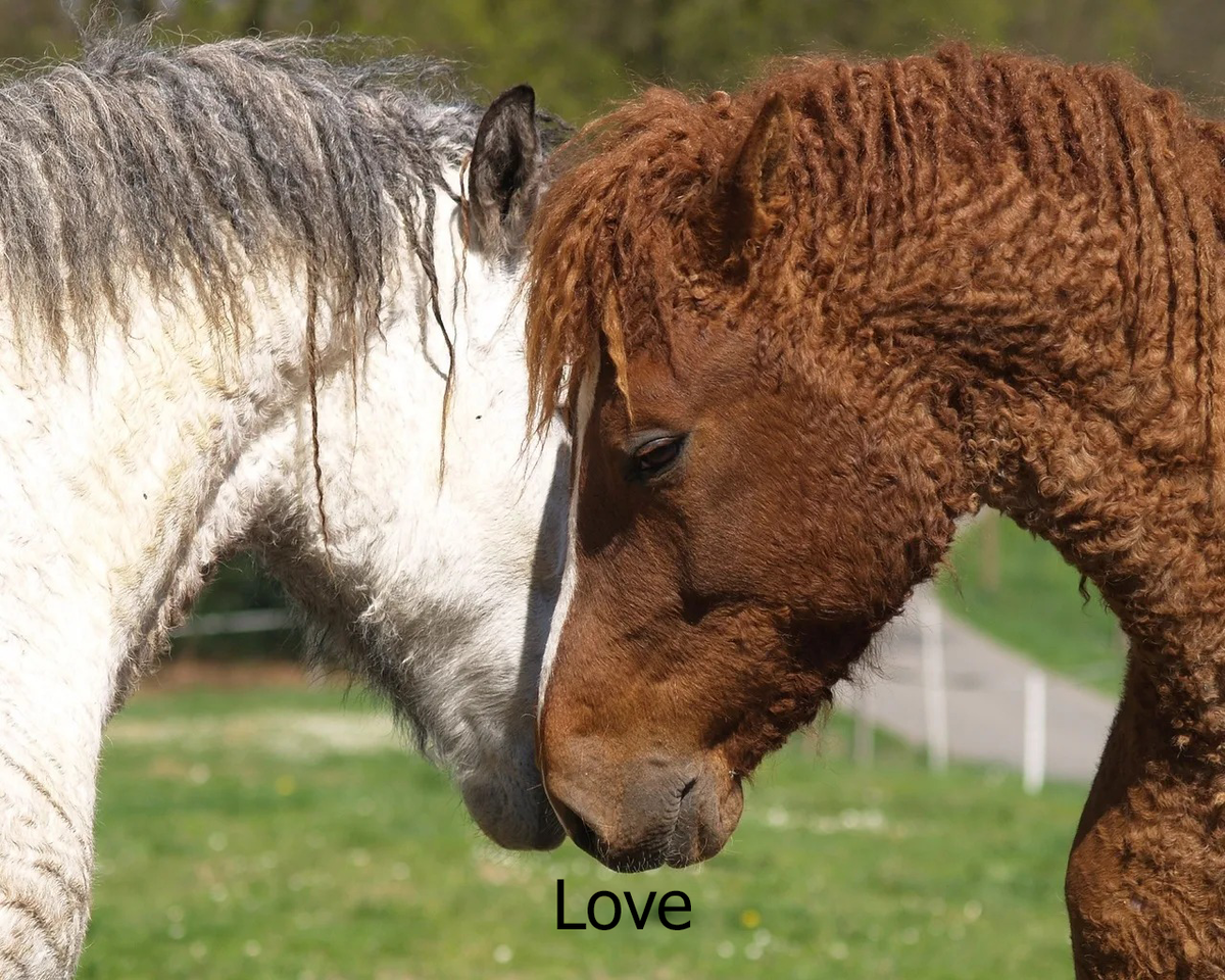 Love (башкирские лошади)