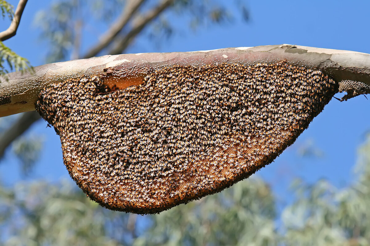 Перелетные пчелы. Эти насекомые остановились на стоянку в обычном доме |  Популярная наука | Дзен