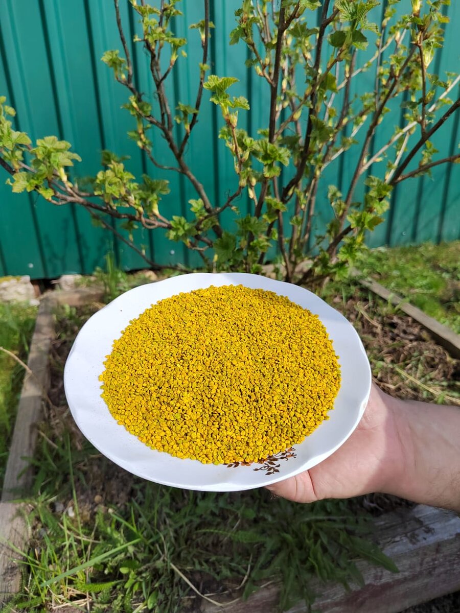 Пчелиная пыльца состоит из цветочной пыльцы, скрепленной нектаром и пчелиной слюной. Объединив в себе химический состав цветочной пыльцы и выделений слюнных желез пчел, она относится к уникальным и совершенным продуктам питания, созданным природой. Содержит все жизненно необходимые биологические соединения и химические элементы:

Полезные и лечебные свойства пчелиной пыльцы объясняются ее уникальным химическим составом. По своим лечебным качествам она не уступает женьшеню и превосходит мед. Наличие гликозидов оказывает рассасывающее действие на доброкачественные опухоли. Она незаменима для лечения мужчин с аденомой простаты.



Фитогормоны устраняют нарушения менструального цикла. Во время климакса она повышает тонус и убирает раздражительность, восстанавливает аппетит. Богатый ферментный состав восстанавливает работу кишечника, нормализует пищеварение и устраняет метеоризм. Помогает она и в борьбе с запорами.

Обладая мочегонными и желчегонными свойствами, излечивает заболевания почек, мочевого пузыря, печени. Регулярное применение усиливает иммунитет, восстанавливает работоспособность.

Обладает антисептическими и антибактериальными свойствами, что позволяет успешно лечить простудные и вирусные заболевания. Полезна людям с нарушенным кровяным давлением.