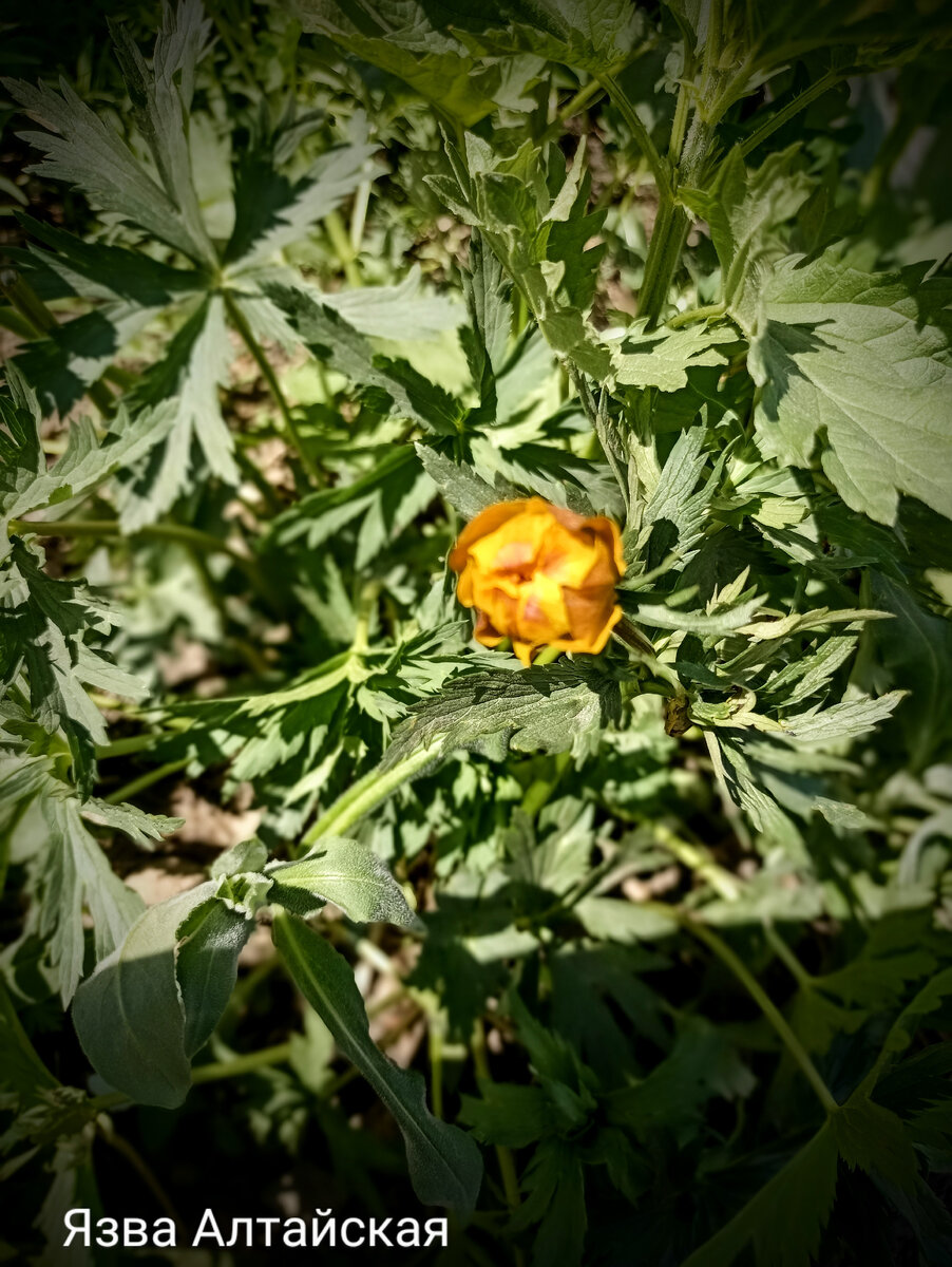Купальница, жарки в простонародье