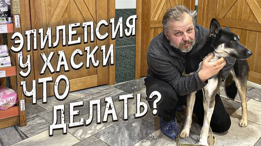 Спасение животных / Приехала Хаски из Нефтюганска