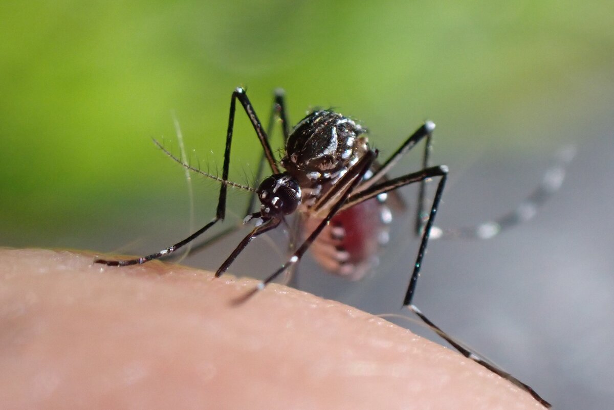 Самка комара. Aedes aegypti комар. Комар желтолихорадочный. Желтолихорадочные комары. Тигровый комар.