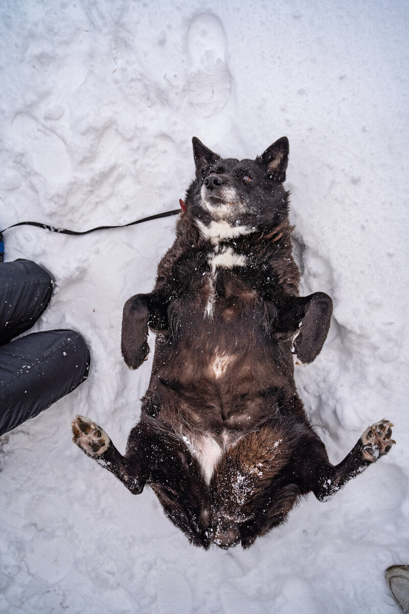 С радостью подставит пузико для почесушек