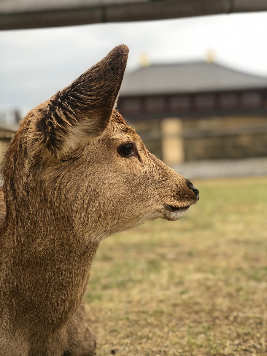 Олень 🦌 по японски Shika 