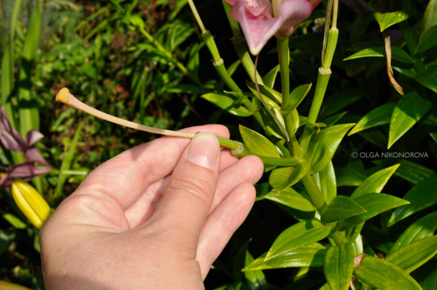 Обламываю руками зеленые завязи. Листай галлерею