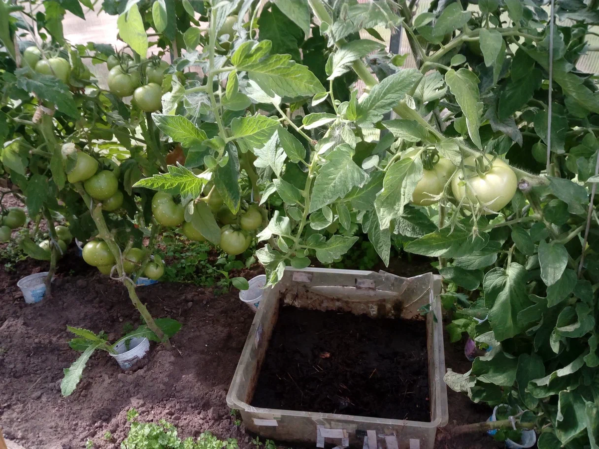 Контейнер с навозом в парнике для скорейшего созревания помидоров