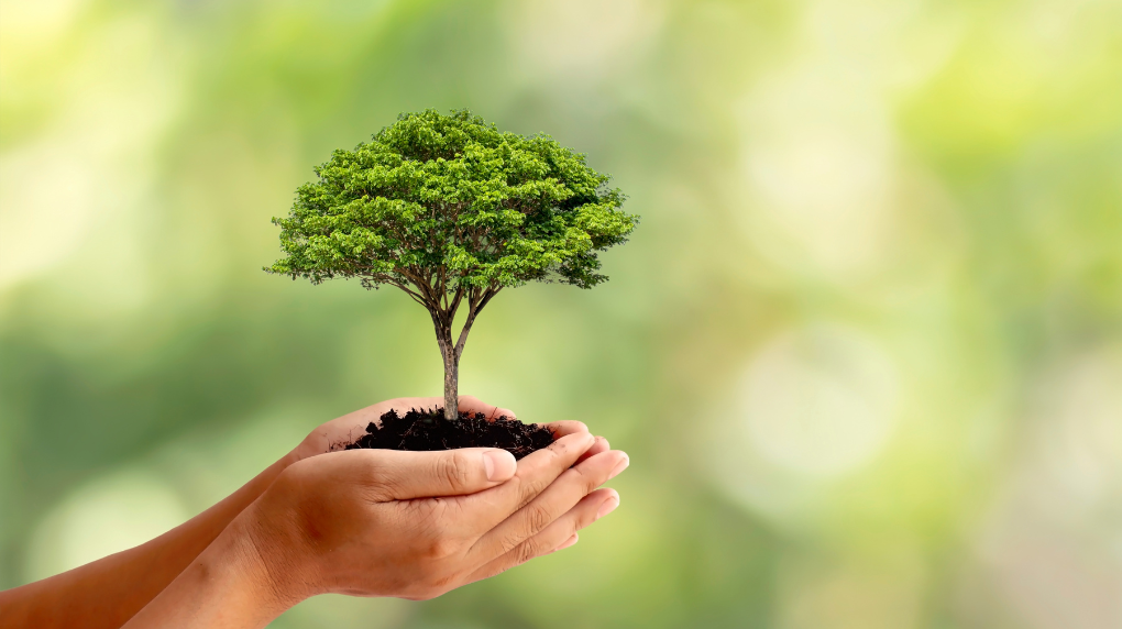 Я хотела крупный урожай и образцовые грядки, поэтому старалась.