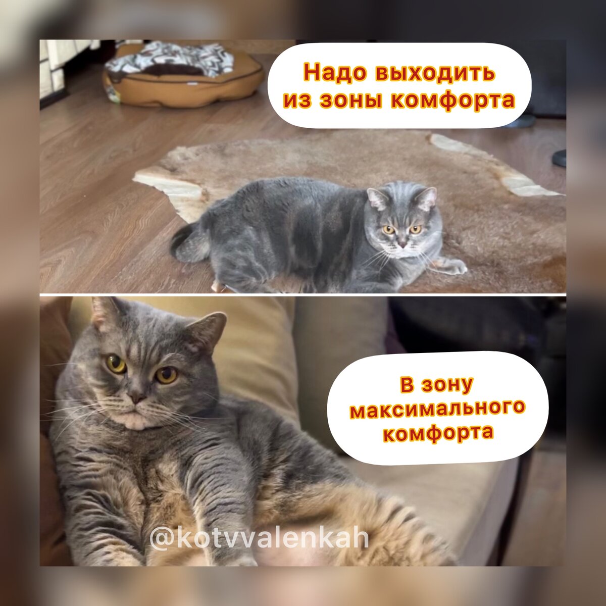 Начало зимы..Мемы тепла 😻 | Кот в валенках Марсель | Дзен