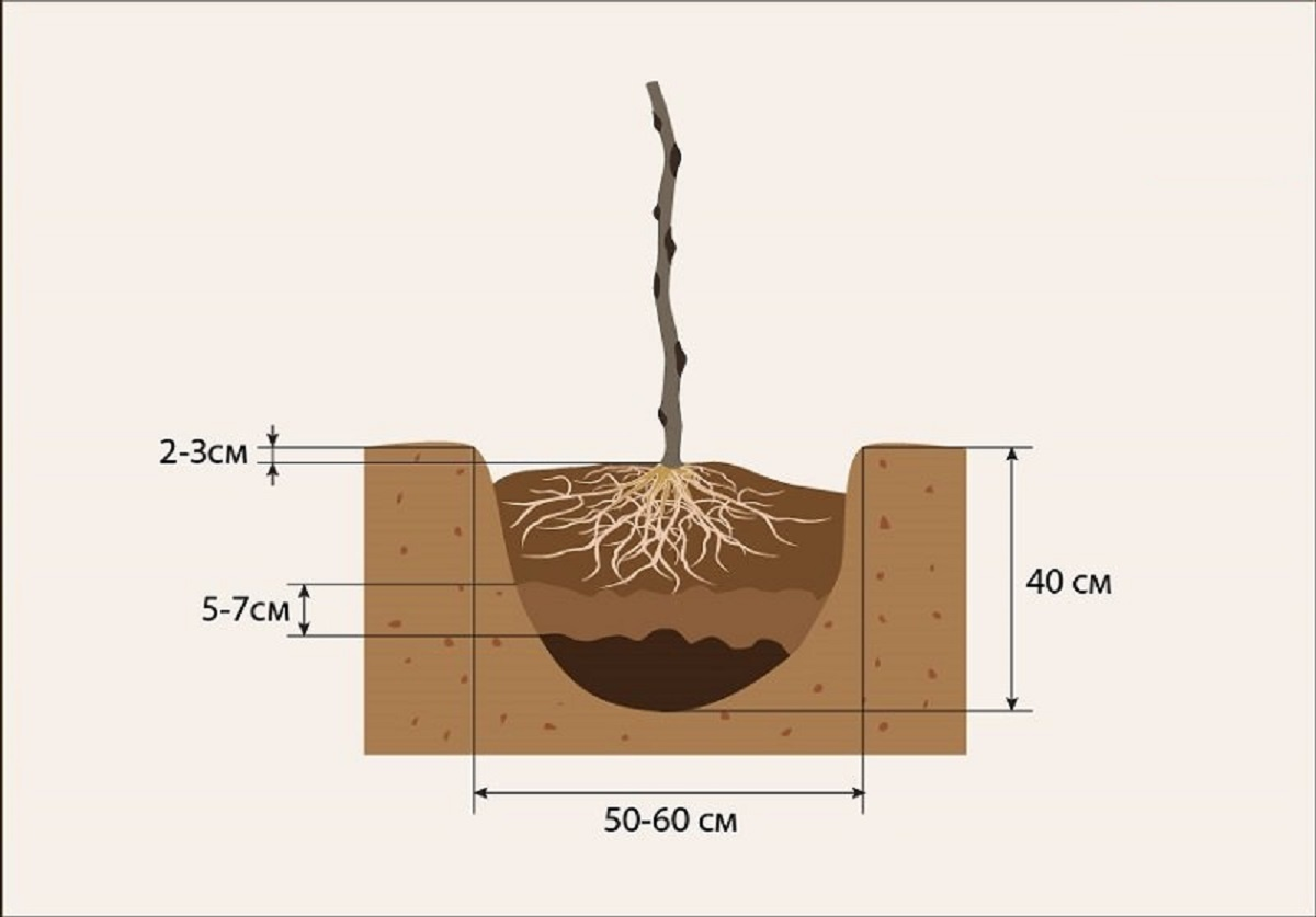 Малина посадка корневая шейка. Корневая шейка саженца ежевики. Схема посадки малины на участке в открытом грунте. Глубина лунки для малины.