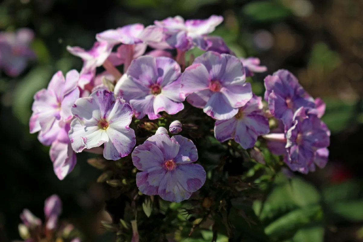 Уникальный рисунок цветка сочетается со слабыми стеблями, разваливающейся куртиной и общим неинтересным видом растения уже с расстояния в 5 шагов. Фото в саду коллекционера Л.Федотовой