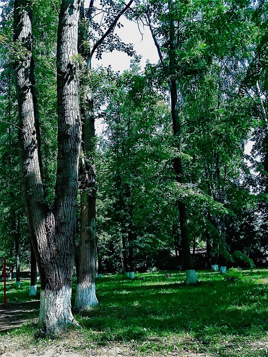 Вечер в парке. Фото автора канала.