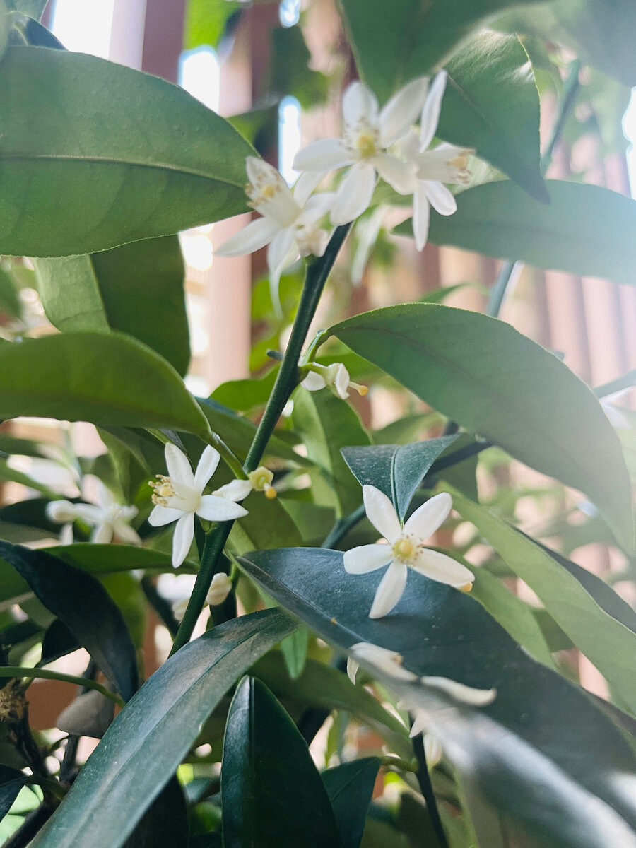 сад огород растения хозяюшка Франция семья дети