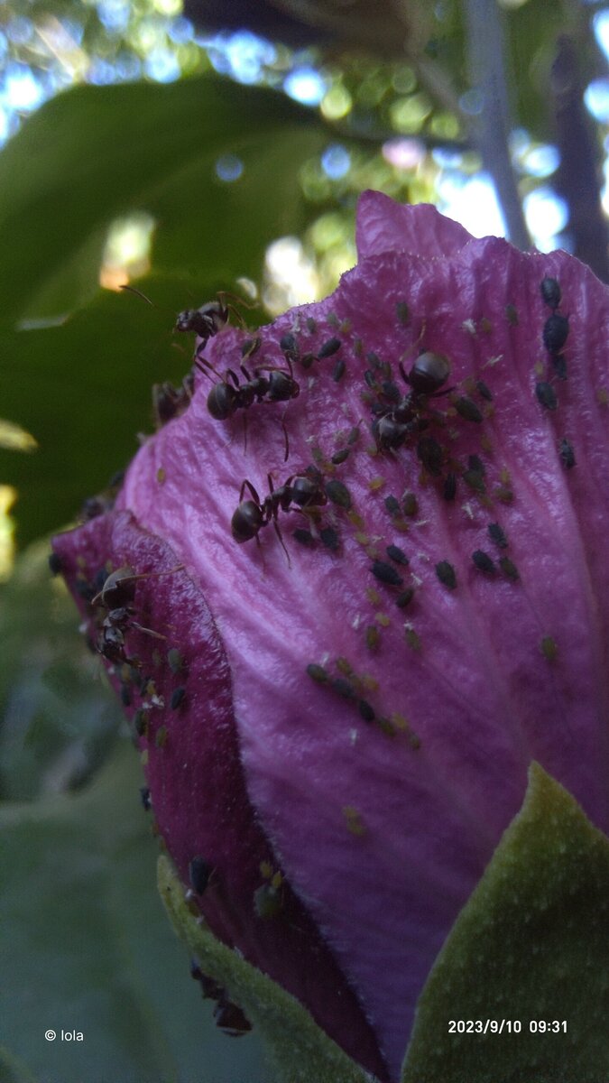 И Мураши тут как тут, выпадают свое стадо..