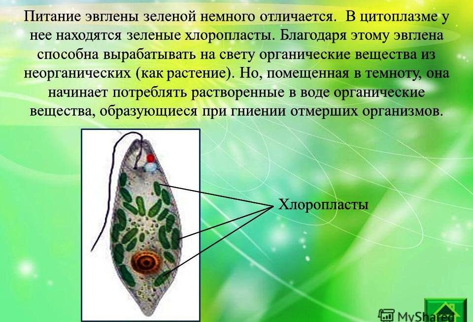 Эвглена зеленая таблица 8 класс