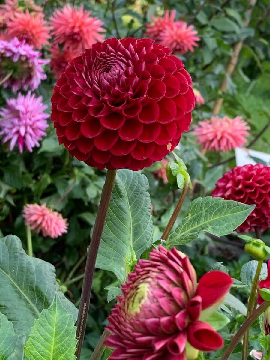 Красота георгинов