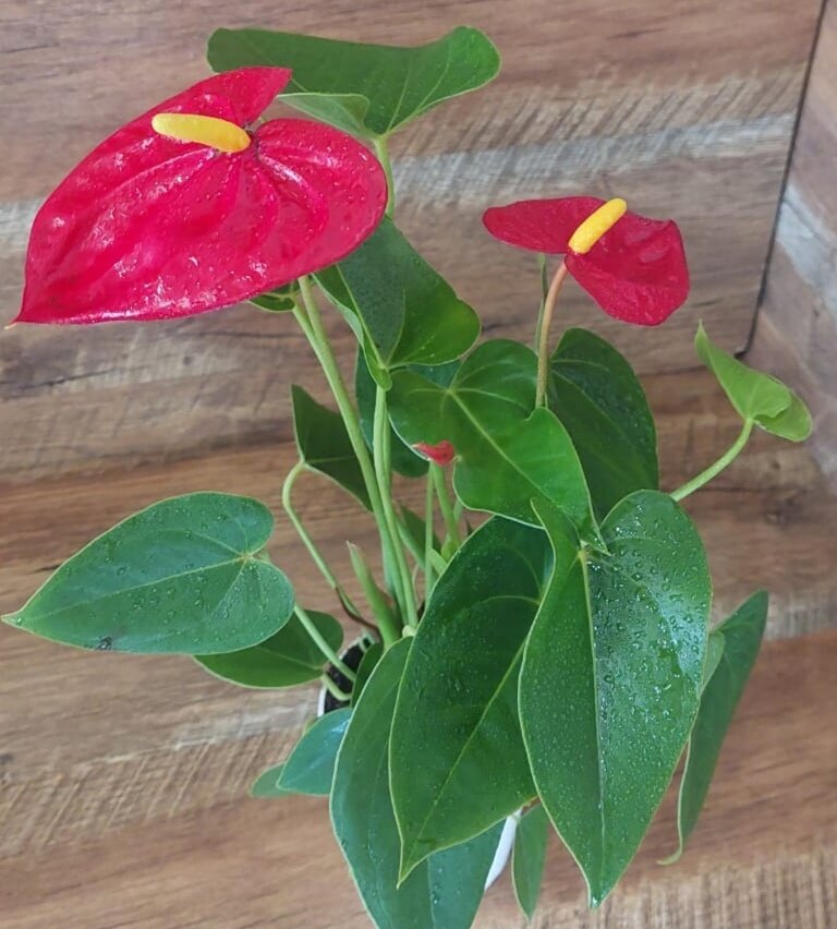 "Мужское счастье"