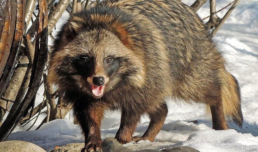 Фото: zoogalaktika.ru
