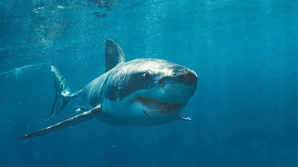 Какие акулы водятся в черном море