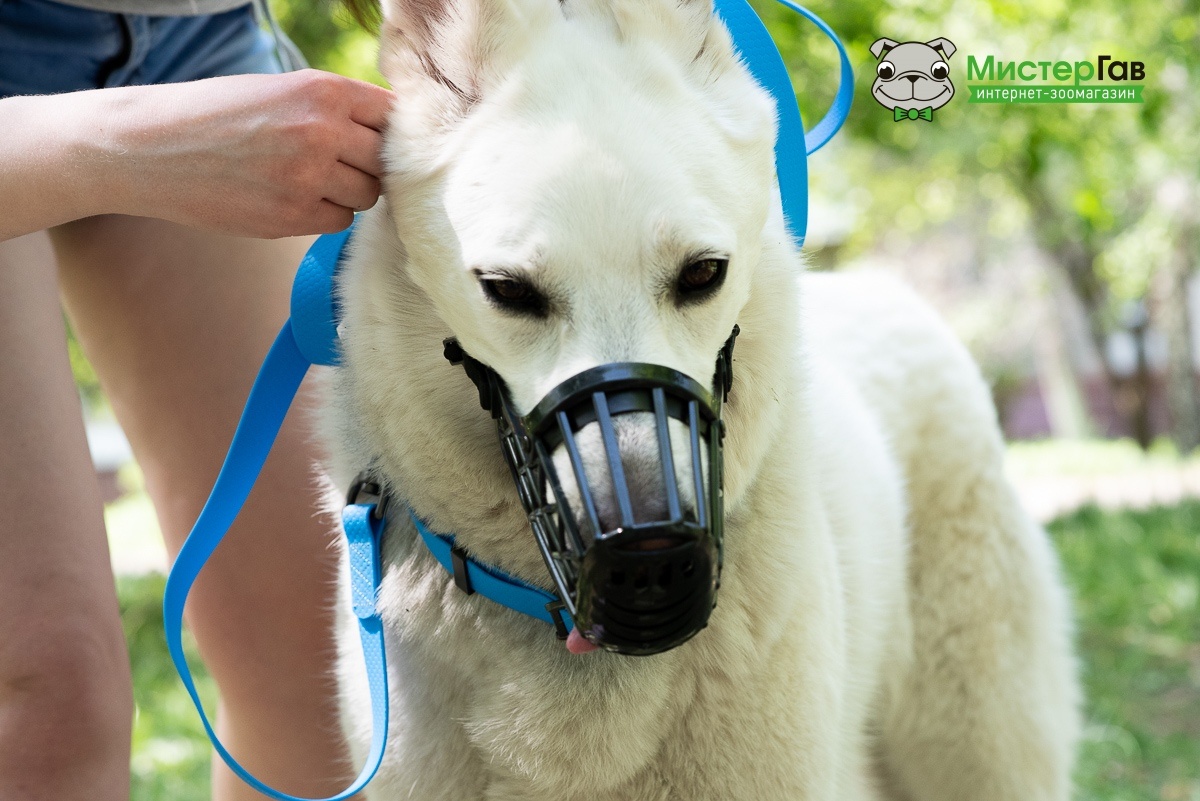 Фото интернет-зоомагазина Мистер Гав