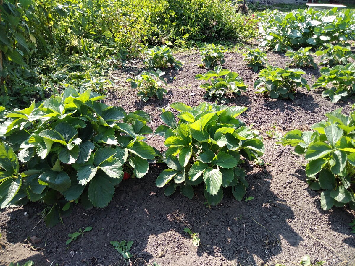 Слева трёхлетний кустик, справа однолетний. 