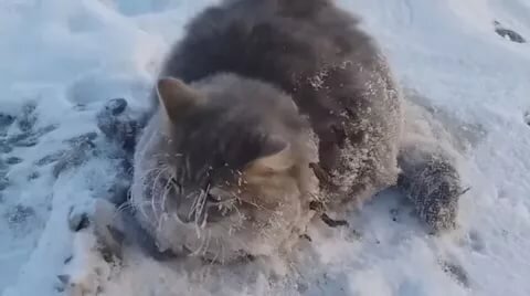 Это тот самый котейка, и нет он не сидит, он закопан во льду.