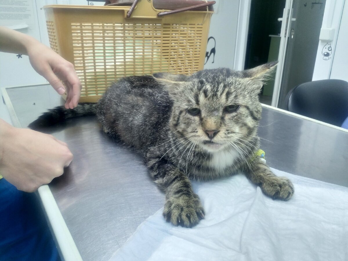 Тайсон уже почти поправился, операции позади. Проходит обследование в клинике Друг, Тургенева, 12. 