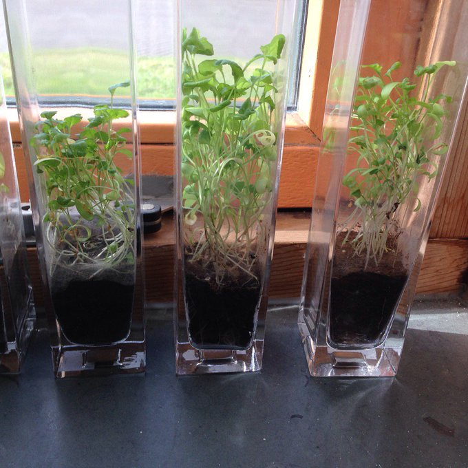 Фотография из твиттера Вамелинка. Салат в симуляции марсианского грунта.