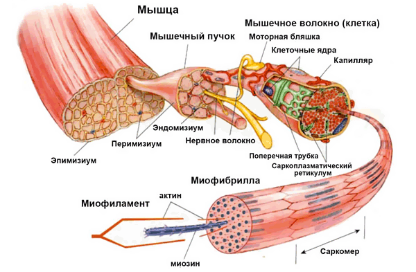 Почему мышцы болят на следующий день после тренировки: причины и советы