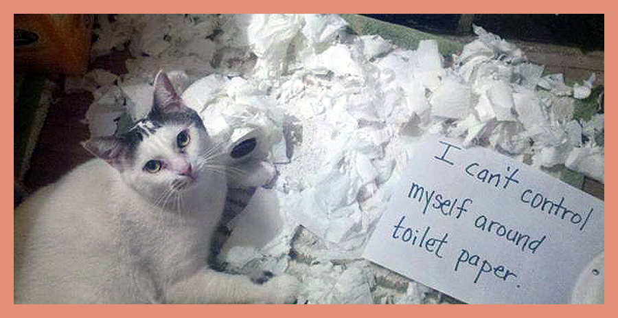 кот с бумажками. кот с документами. довольный котик. кот с листом бумаги. смешные мордочки котиков.