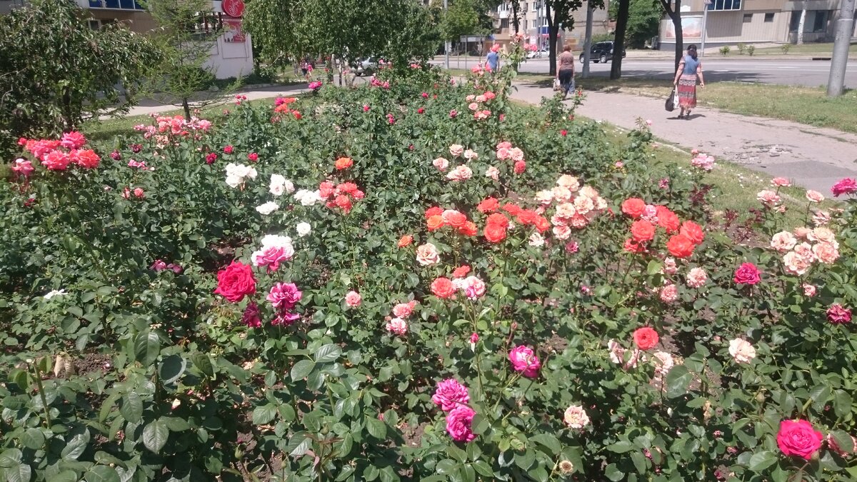 На бульварах города цветут розы
