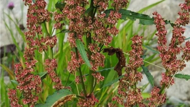 Фото: Dary-prirody.su