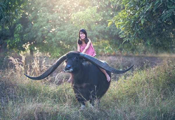 Индийский буйвол. Источник фото: Pixabay 