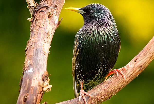 Источник фото: arkwildlife.co.uk