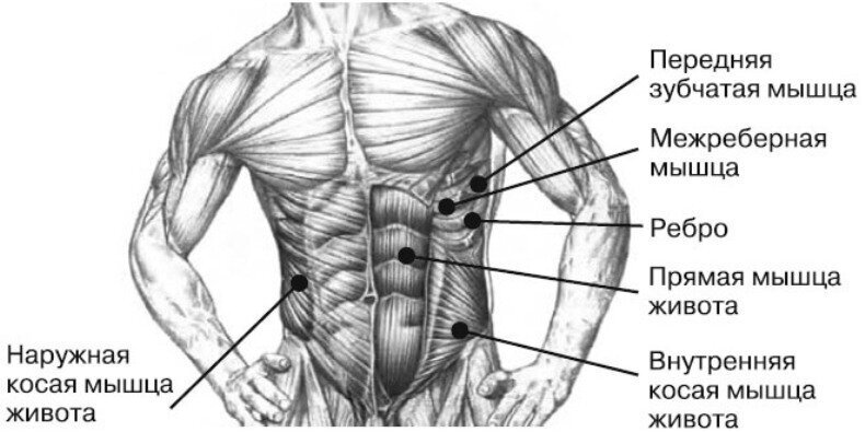 Зубчатые мышцы пресса. Косые мышцы живота анатомия. Антагонист наружной косой мышцы живота. Мышцы брюшного пресса анатомия мужчины. Пресс мышцы живота.