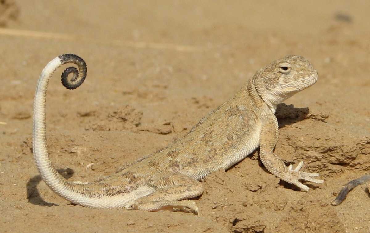 Круглоголовка-вертихвостка (лат. Phrynocephalus guttatus). Название даже вопросов не вызывает. 